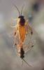 Euura melanocephala